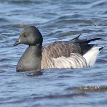 Goose - Brent - Pale Bellied