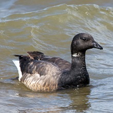 Goose - Brent - Dark Bellied