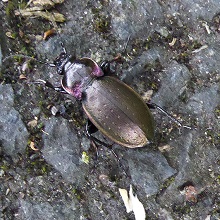 Beetle - Bronze Carabid.