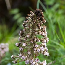 Butterbur-Common