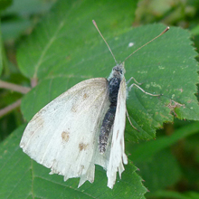 Butterfly - Cabbage White