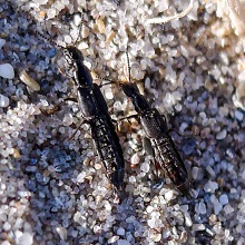 Beetle - Cafius Xantholoma