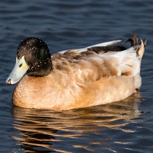 Campbell Duck ( Domestic )