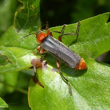 Beetle -Soldier-Cantharis Flavilabris