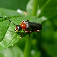 Beetle - Soldier - Cantharis Pellucida