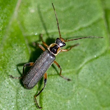 Beetle - Soldier - Cantharis Rustica
