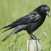 Crow - Carion