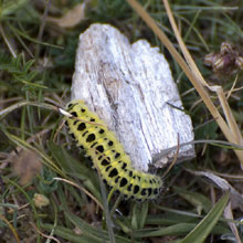 Caterpillar - Six Spot Burnet Moth