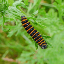 Caterpillar - Cinabar moth