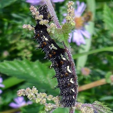 Caterpillar - Painted Lady