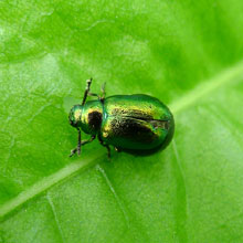 Beetle - Chrysolina Menthastri