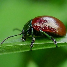 Beetle - Chrysolina Polita