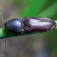 Beetle - Click