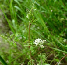 Climbing Corydalis