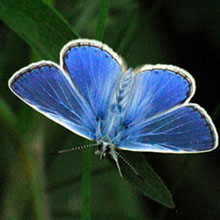 Butterfly - Common Blue