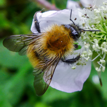 Bee - Bumble Bee - Common Carder