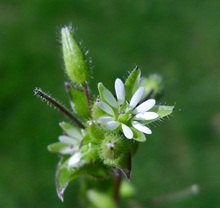 Chickweed - Common