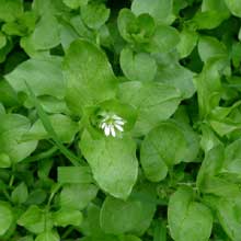 Chickweed - Common