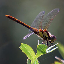Dragonfly - Darter - Common