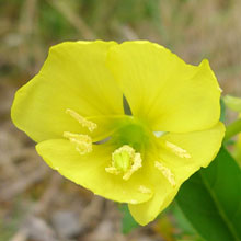 Common Evening Primrose