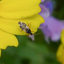 Bug - Common Flower Bug