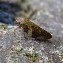 Bug - Froghopper - Common