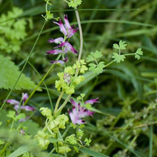Fumitory - Common