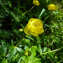 Globeflower - Common