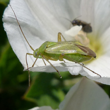 Bug - Common Green Capsid
