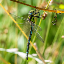 Dragonfly - Hawker - Common