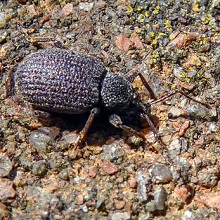 Beetle - Weevil - Common Leaf