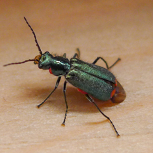 Beetle - Common Malachite