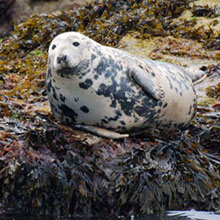 Common or Harbour Seal