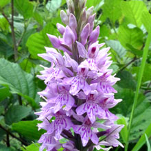 Orchid - Common Spotted