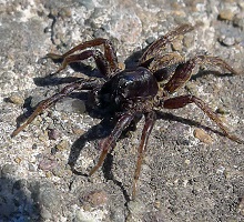 Spider - Rustic - Common