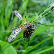 Cranefly - Tipula Vernalis