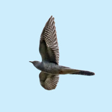 Cuckoo - Common