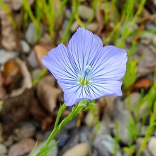 Flax -Cultivated