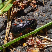 Beetle - Curtonotus Aulicus