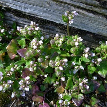 Scurvygrass - Danish