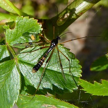 Cranefly - Dictenida Bimaculata