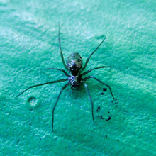 Spider - Diplostyla Concolor