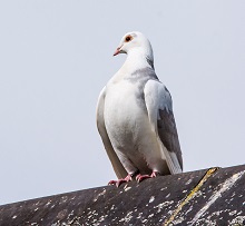 Pigeon - Domestic
