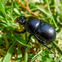 Beetle - Geotrupes Stercorarius