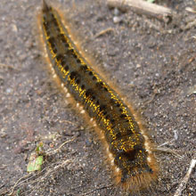 Caterpillar - Drinker Moth