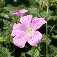 Druce's Cranesbill