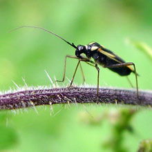 Bug - Dryophilocoris flavoquadrimaculatus