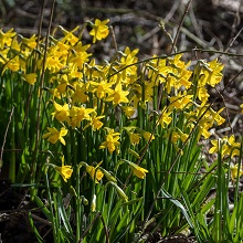 Daffodil - Dwarf