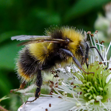 Bee - Bumble bee - Early