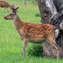 Deer - European Fallow